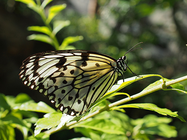 オリンパス 30mm F3.5 Macroで撮影した多摩動物公園の蝶