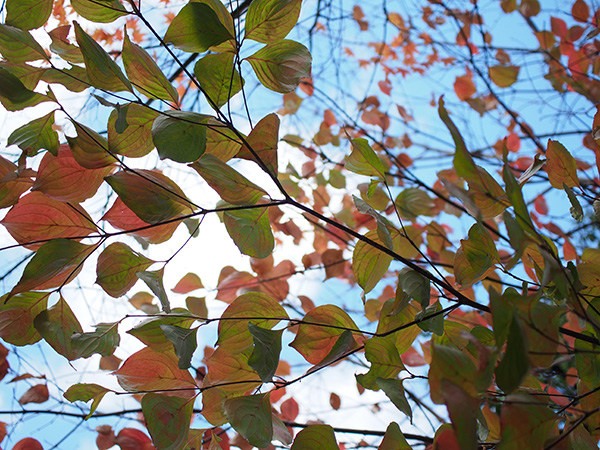 オリンパス 30mm マクロ 冬の葉