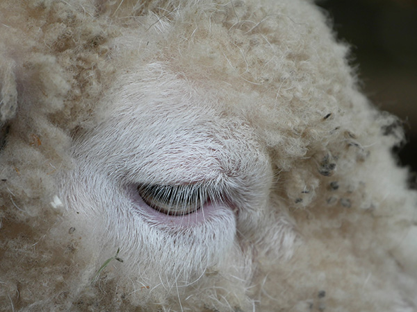 上野動物園の羊