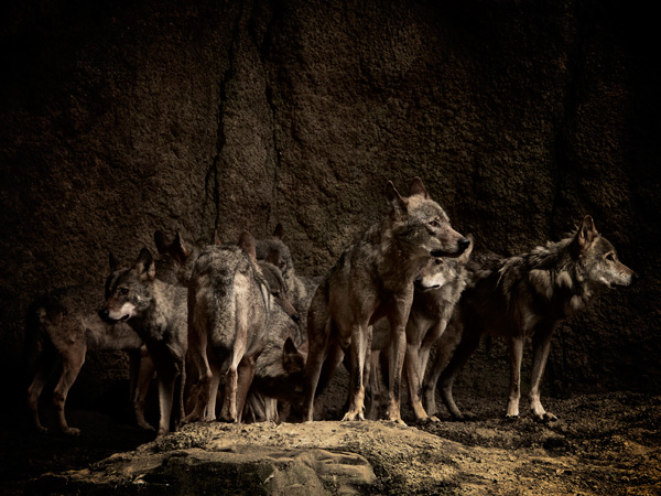 多摩動物園のオオカミ