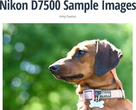 ニコン D7500 サンプル画像