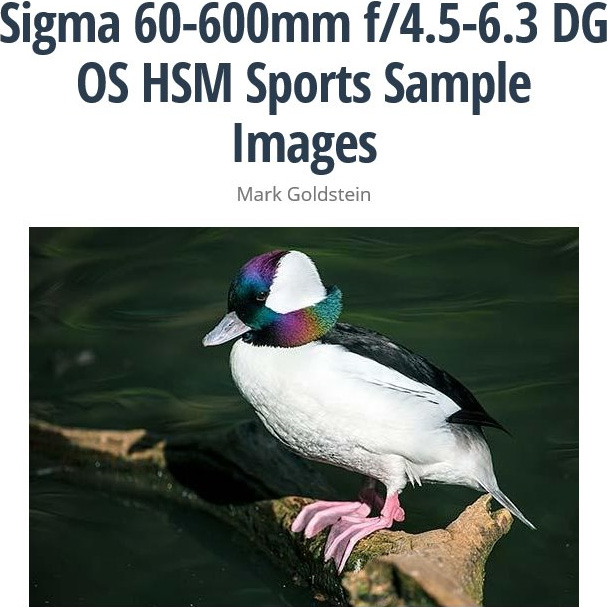 シグマ 60-600mm F4.5-6.3 DG OS HSM | Sports サンプル画像