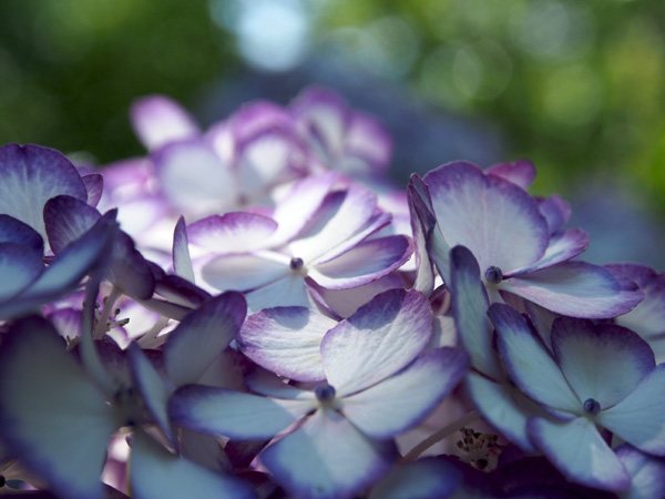 北鎌倉 明月院の紫陽花