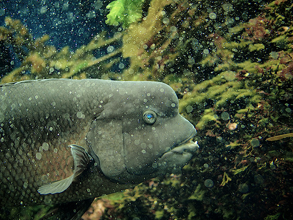 パナソニック LEICA DG SUMMILUX 15mm F1.7 ASPH.で撮影した水族館の魚