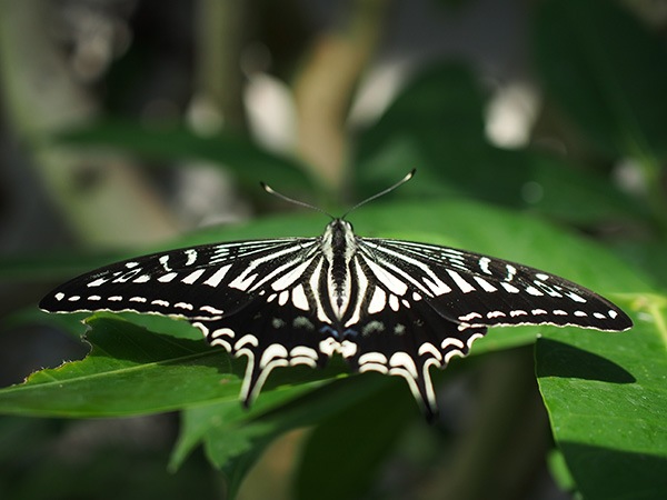 オリンパス 30mm F3.5 Macroで撮影した多摩動物公園の蝶