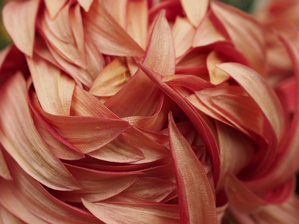 オリンパス 30mm F3.5 Macroで撮影した新宿御苑の菊