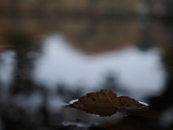 オリンパス 30mm F3.5 Macroで撮影した水たまりと落ち葉