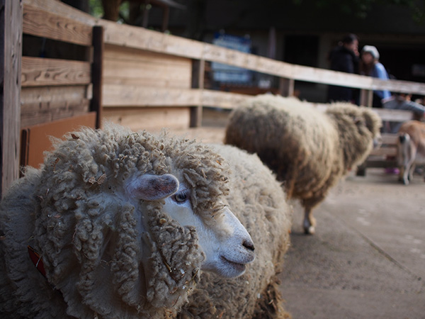 オリンパス 30mm F3.5 Macroで撮影した上野動物園の羊