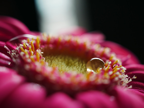 Panasonic Lumix G8 花と水玉しずく写真