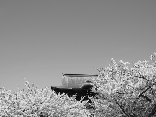 鎌倉建長寺と桜