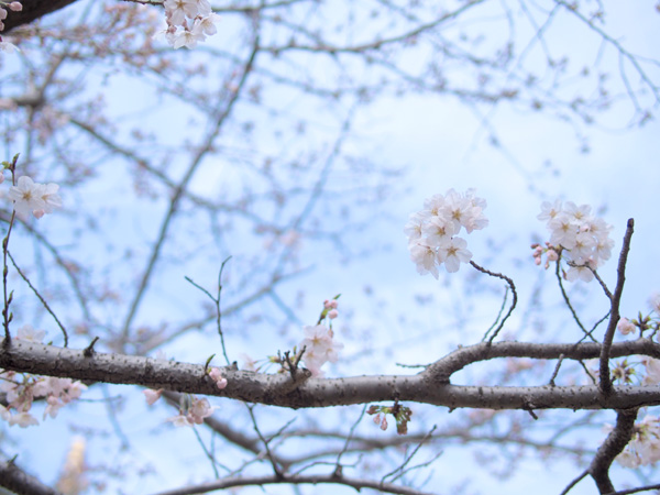 葛西臨海公園の桜