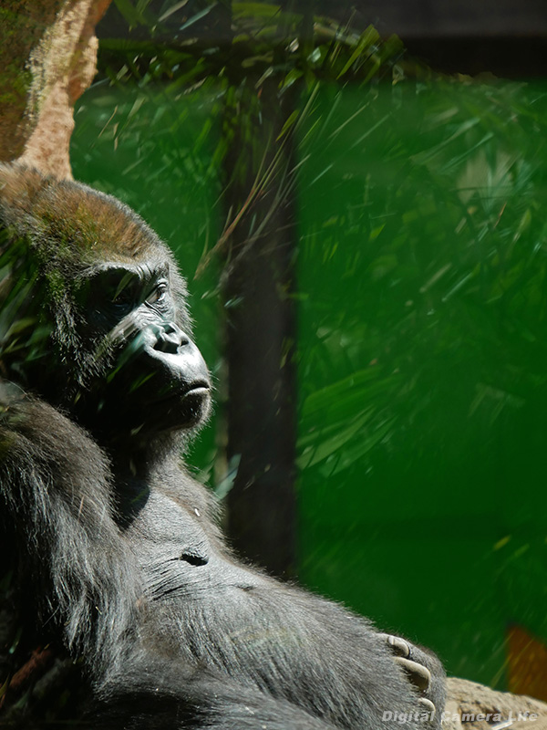 パナソニック G8で撮影した上野動物園のゴリラ