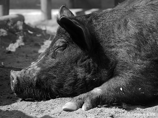 パナソニック G8で撮影した上野動物園の豚