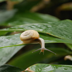 雨とカタツムリ