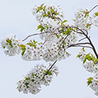 桜と街灯