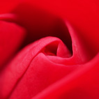 薔薇