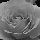 薔薇