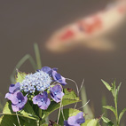 紫陽花と錦鯉