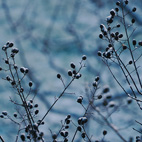 凍える植物