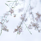 枝垂桜