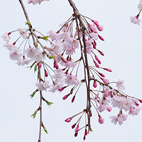 枝垂桜