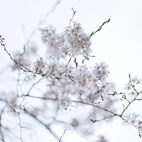 枝垂桜