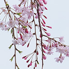 枝垂桜