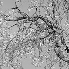 枝垂桜