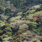 山桜