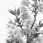 葉桜