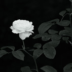 薔薇