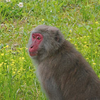 野猿