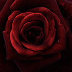 薔薇