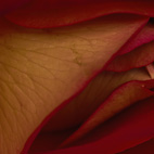 薔薇