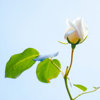 薔薇