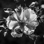 薔薇