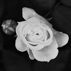 薔薇