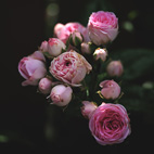 薔薇
