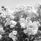 薔薇