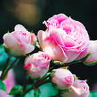 薔薇