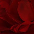 薔薇