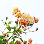 薔薇