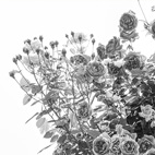 薔薇