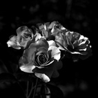 薔薇