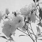 薔薇