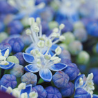 紫陽花