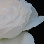 薔薇