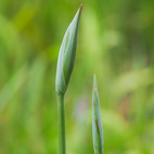 花菖蒲