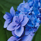 紫陽花