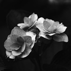 紫陽花